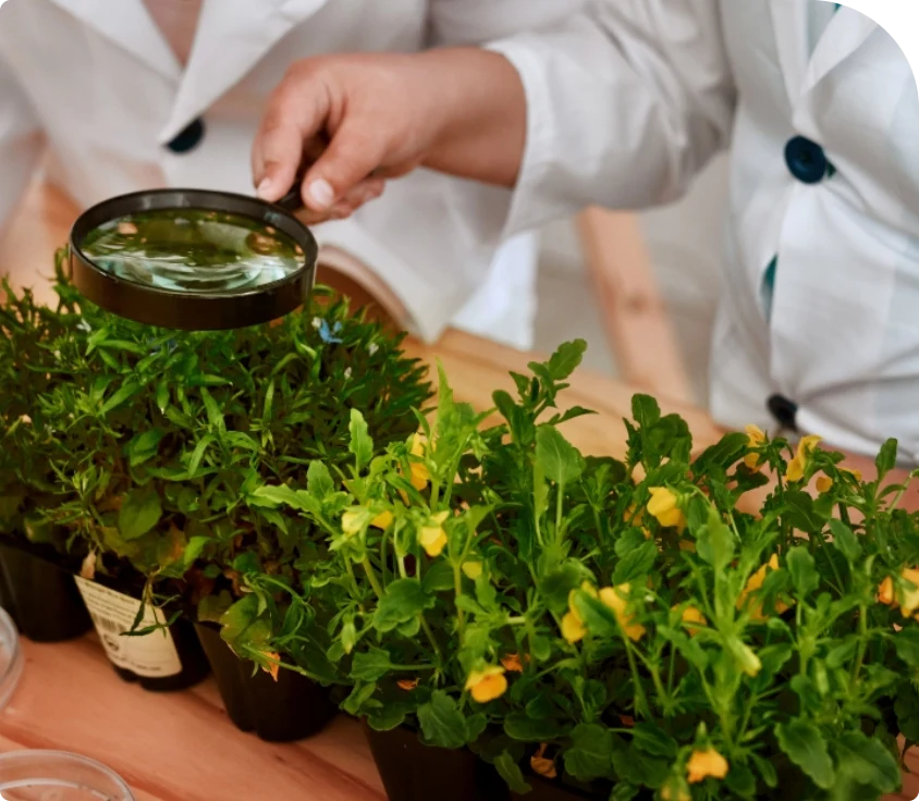 Animal nutrition Indian Herbs