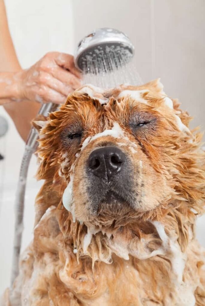 Best Anti-Dandruff Shampoos for Dogs: Pet Supplements & Nutrition for a Healthy Coat