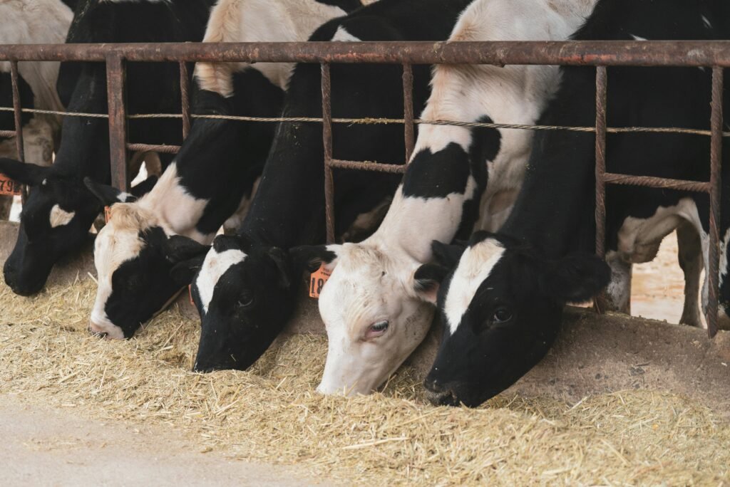 Cattle feed supplements